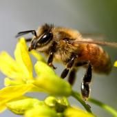 Abeilles : l’Union européenne ouvre la voie à de nouveaux efforts de protection