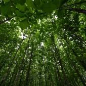 La forêt de la Téné, ultime rempart contre la déforestation en Côte d&#039;Ivoire