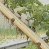 Voir la vidéo de Aquaponie, l’agriculture du futur ?