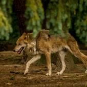 Un loup observé dans le Calvados, une première depuis 100 ans 