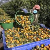 Corse : le changement climatique affecte le goût des clémentines