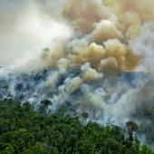 Déforestation : le boeuf brésilien mis au ban par des supermarchés européens 