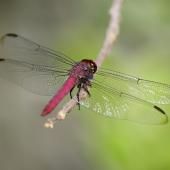 Libellules et demoiselles se meurent faute d&#039;habitat 