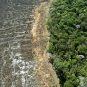 Brésil : déforestation record en Amazonie en janvier