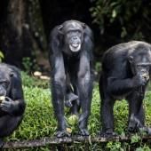 L’analyse d’ADN de chimpanzés aide à lutter contre leur braconnage