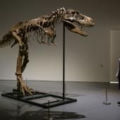 Un squelette de Gorgosaurus vendu 6,1 millions de dollars à New York