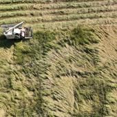 Canicule : La sécurité alimentaire de la Chine gravement menacée 