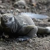 Des iguanes disparus il y a un siècle se reproduisent à nouveau aux Galapagos 