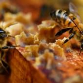 En 2022, abeilles et production de miel ont souffert du changement climatique