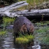 Le castor aide à préserver la qualité de l’eau face au changement climatique