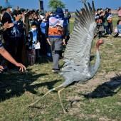 Thaïlande : rare réintroduction de grues Antigone dans la nature