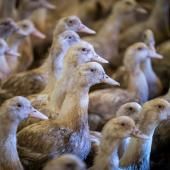 Grippe aviaire : face à la pire épidémie de son histoire, la France mise sur la vaccination