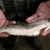 Manger un poisson aux Etats-Unis revient à boire de l&#039;eau contaminée pendant un mois