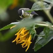 En ville, la mésange privilégie l&#039;odorat pour s&#039;alimenter, malgré la pollution