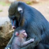 Chez les mandrills, l&#039;hygiène se transmet de mère en fille