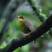 Introuvable pendant 24 ans, un oiseau rare refait surface à Madagascar