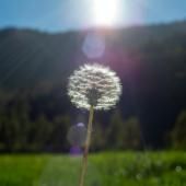 C&#039;est la saison des pollens, les laboratoires s&#039;activent face aux allergies 