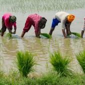 L&#039;envol des prix du riz préfigure les risques alimentaires liés au climat