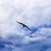 L&#039;incroyable voyage d&#039;un oiseau de mer à bord d&#039;un typhon retracé par des chercheurs