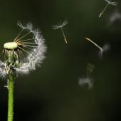 Voir la vidéo de Allergies : une molécule responsable identifiée dans les poumons