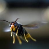 Face au &quot;fléau&quot; du frelon asiatique, le Sénat propose un plan national de lutte