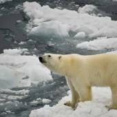 Des ours polaires aux eaux souterraines, &quot;aucun écosystème n&#039;échappe&quot; aux &quot;polluants éternels&quot; 