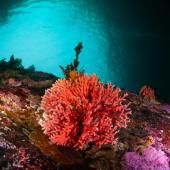 Un corail rouge observé dans les eaux peu profondes de Patagonie pour la première fois