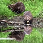 Le castor, allié discret de l&#039;environnement, est de retour dans les rivières françaises