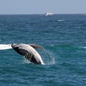 Des baleines grises du Pacifique rétrécissent à mesure que le climat se réchauffe