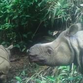 Indonésie : le rhinocéros de Java en très grand danger après une vague de braconnage 