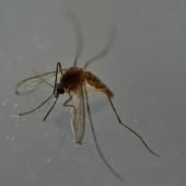 Premier cas autochtone de chikungunya de l&#039;année en France, en Ile-de-France