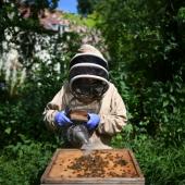 Apiculteurs et scientifiques contre le miel frelaté