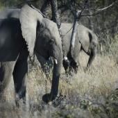 Sécheresse : la Namibie a commencé à abattre des centaines d&#039;animaux sauvages 