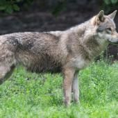 Loups : feu vert de l’Union européenne pour une protection réduite