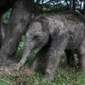 Indonésie : rare naissance d&#039;un éléphant de Sumatra, une espèce en danger critique d&#039;extinction