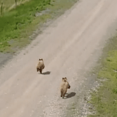 Voir la vidéo de Des drones pour repousser les ours